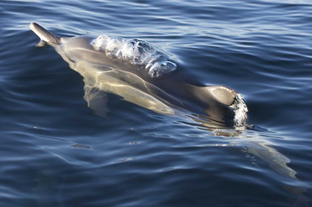 South Cape Town A bottlenose dolphin art print by Josh Anon for $57.95 CAD