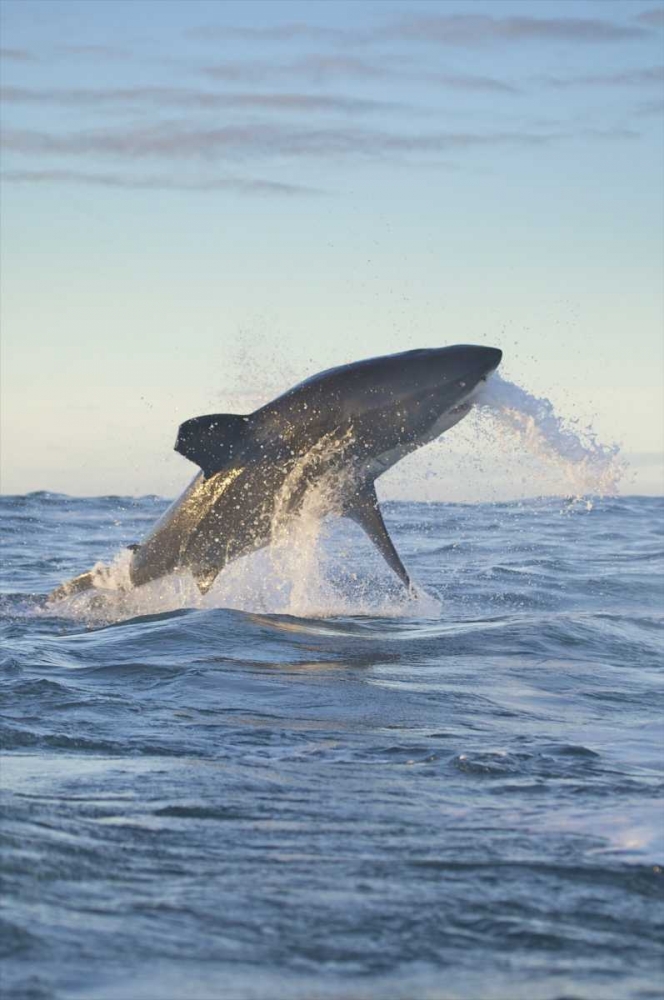 South Cape Town A great white shark hunting art print by Josh Anon for $57.95 CAD