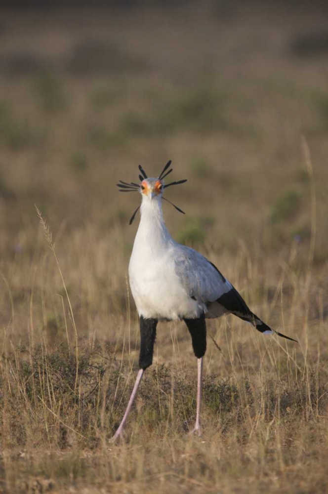 South Port Elizabeth A secretary bird portrait art print by Josh Anon for $57.95 CAD
