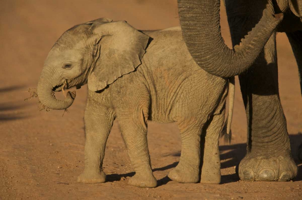 South Africa Baby elephant plays with a branch art print by Josh Anon for $57.95 CAD