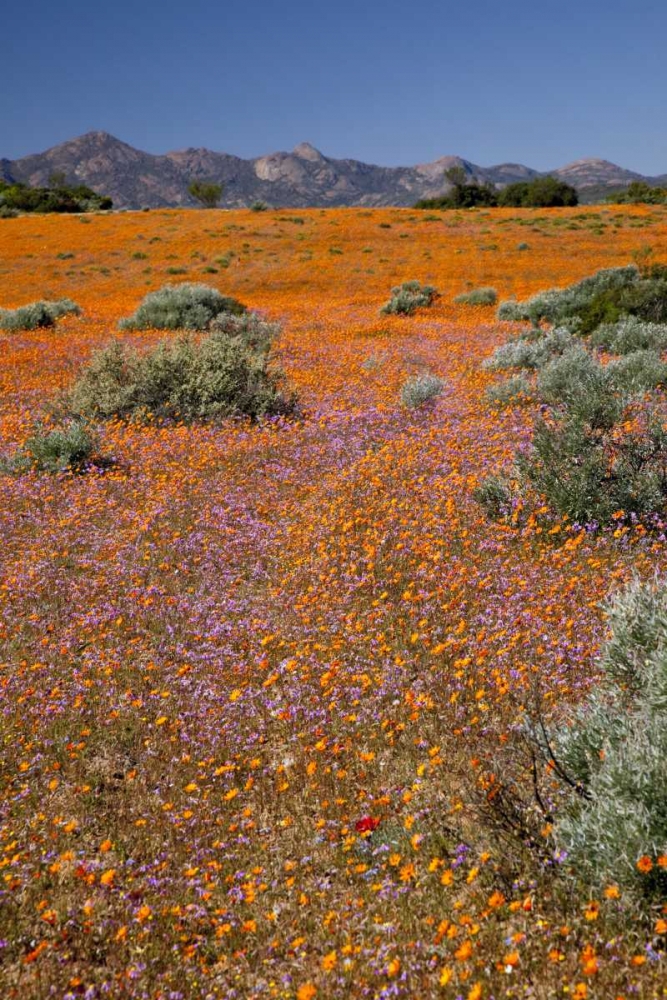 Wildflower season, Namaqua NP, South Africa art print by Wendy Kaveney for $57.95 CAD