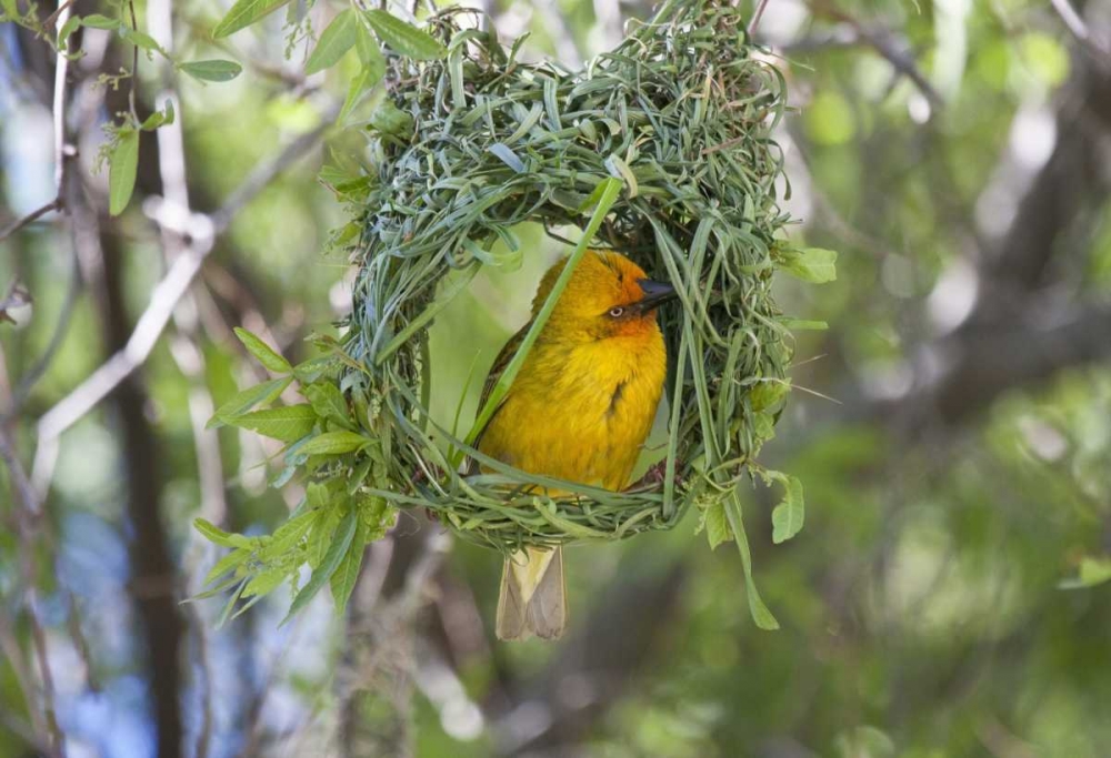 Slender-billed Weaver, Kamieskroon, South Africa art print by Bill Young for $57.95 CAD