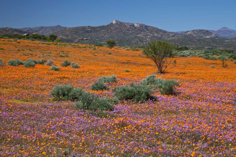 Orange purple blossoms, Namaqua NP, South Africa art print by Bill Young for $57.95 CAD
