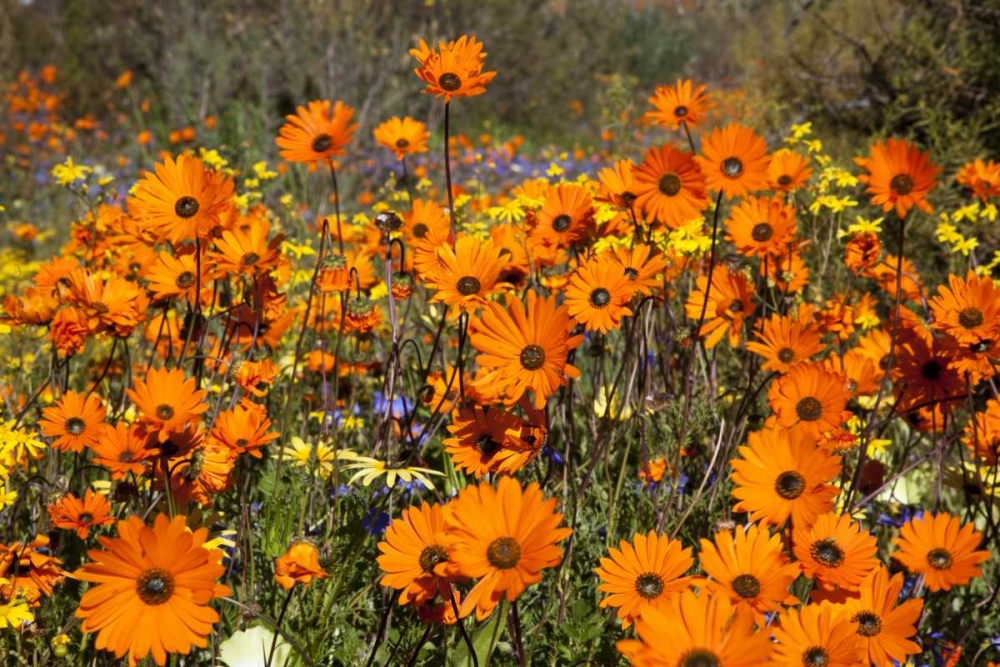 flowers in Namaqua NP, Namaqualand, South Africa art print by Bill Young for $57.95 CAD