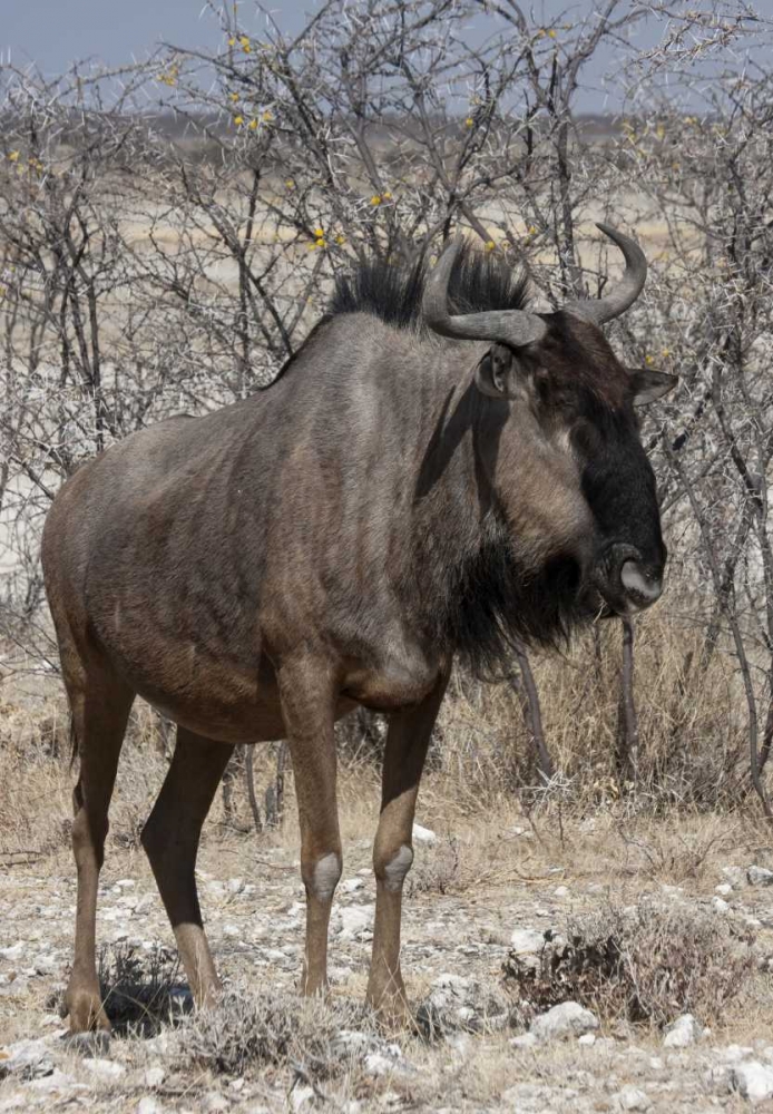 Solitary wildebeest, Etosha NP, Namibia art print by Bill Young for $57.95 CAD