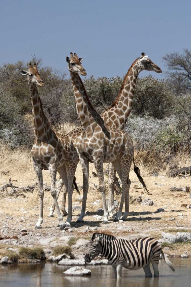 Giraffe and zebra at water, Etosha NP, Namibia art print by Bill Young for $57.95 CAD