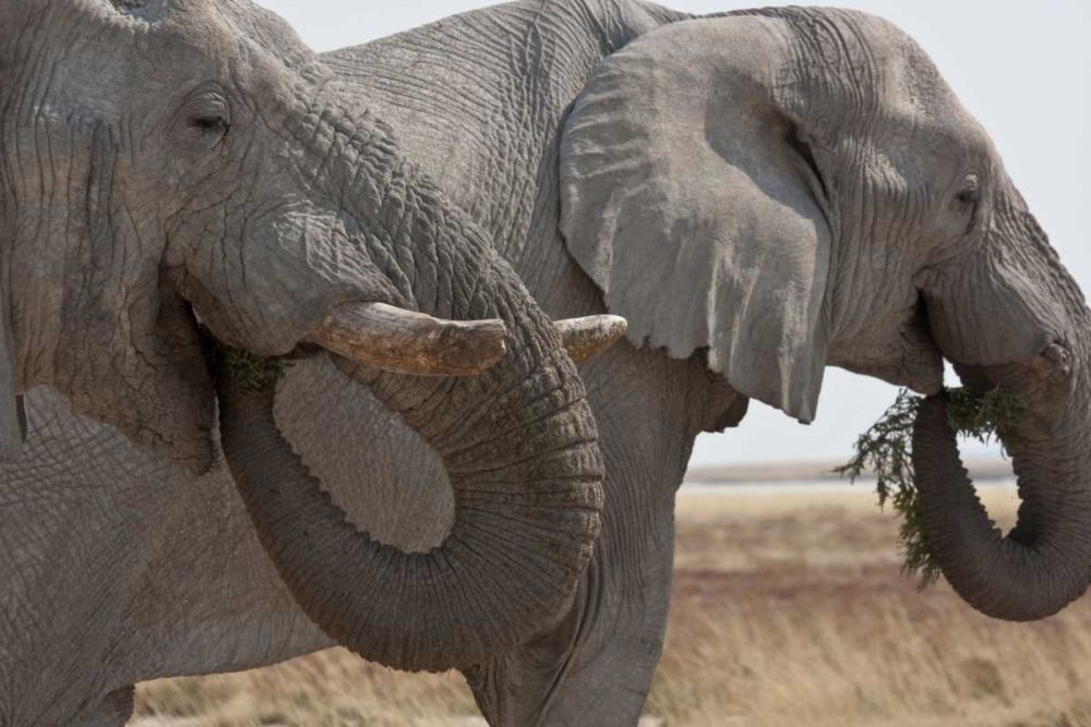 Two elephants eating plants, Etosha NP, Namibia art print by Bill Young for $57.95 CAD