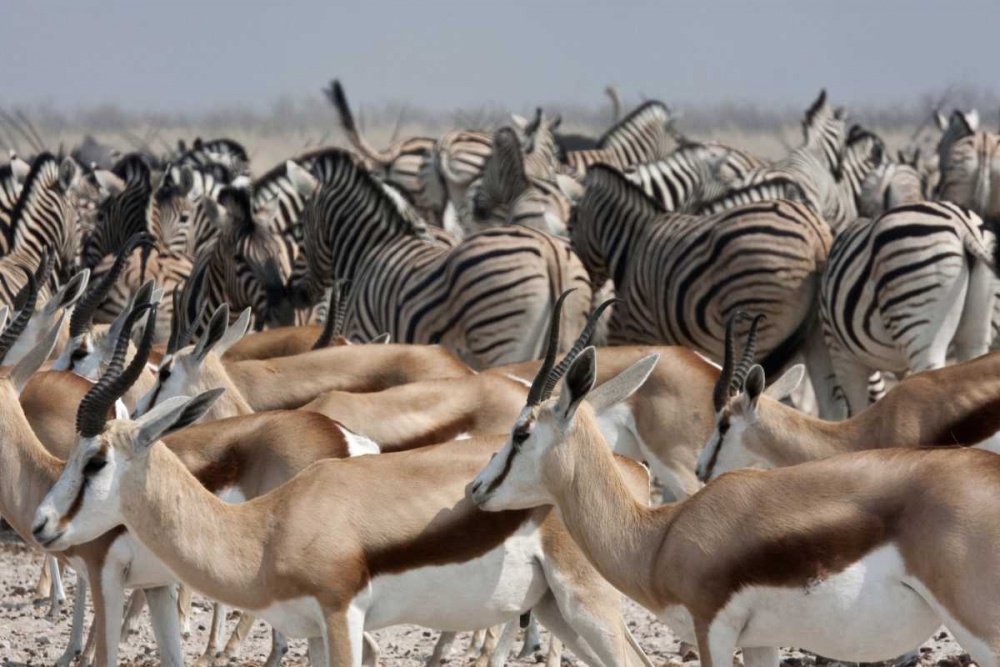 Springboks and zebras, Etosha NP, Namibia art print by Bill Young for $57.95 CAD