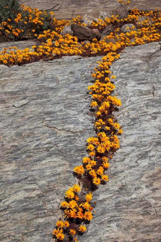 South Namaqualand Flower blossoms among rocks art print by Bill Young for $57.95 CAD