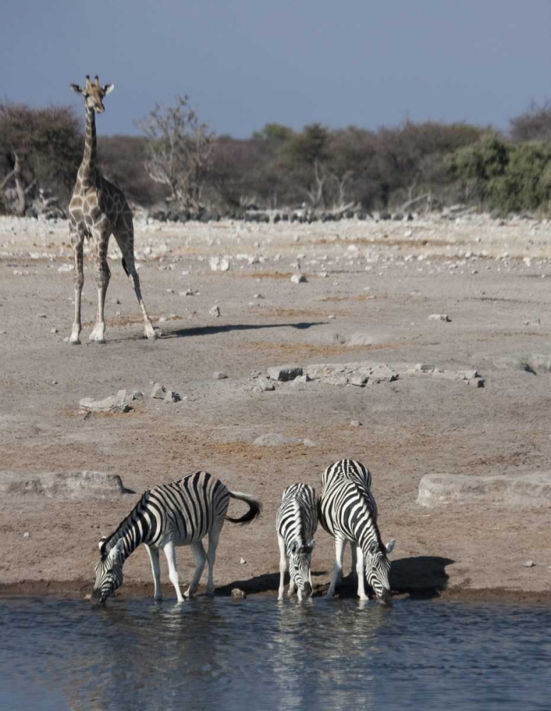 Namibia, Etosha NP Zebra and giraffe at Chudop art print by Bill Young for $57.95 CAD