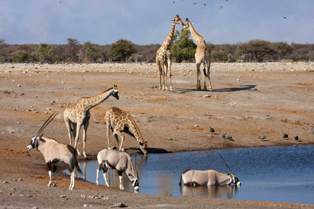 Namibia, Etosha NP Oryx and giraffe at Chudop art print by Bill Young for $57.95 CAD