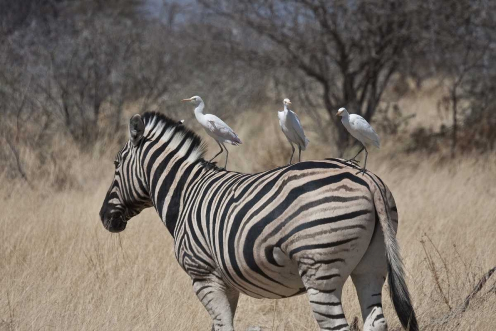 Namibia, Etosha NP Zebra with three egrets art print by Bill Young for $57.95 CAD