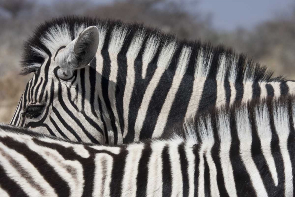 Namibia, Etosha NP Patterns formed by two zebras art print by Bill Young for $57.95 CAD