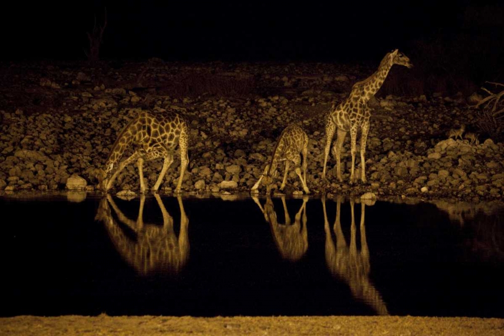 Namibia, Etosha NP Giraffe drinks at Okaukuejo art print by Bill Young for $57.95 CAD