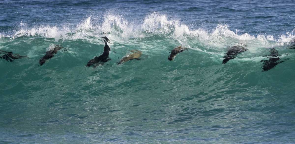 South Africa Seals surfing in waves art print by Bill Young for $57.95 CAD