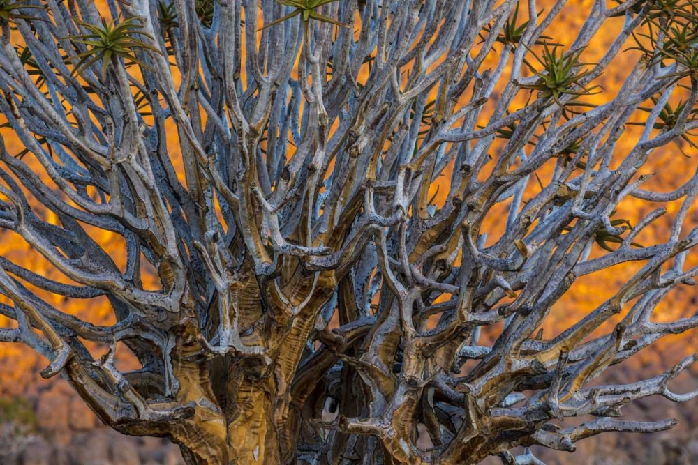 South Richtersveld NP Quiver tree art print by Bill Young for $57.95 CAD