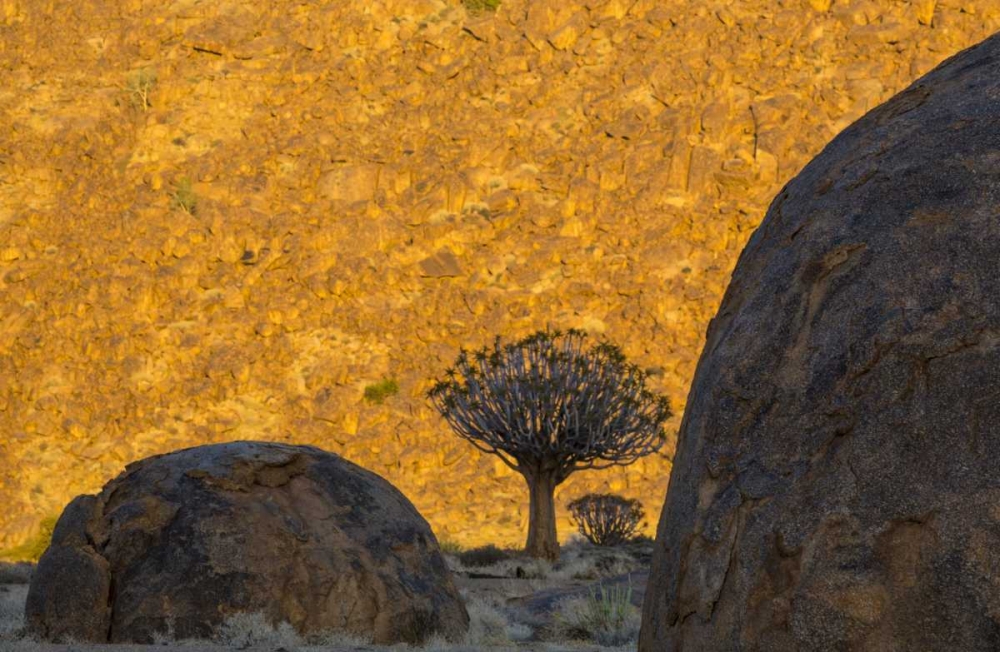 South Africa Quiver trees and boulders art print by Bill Young for $57.95 CAD