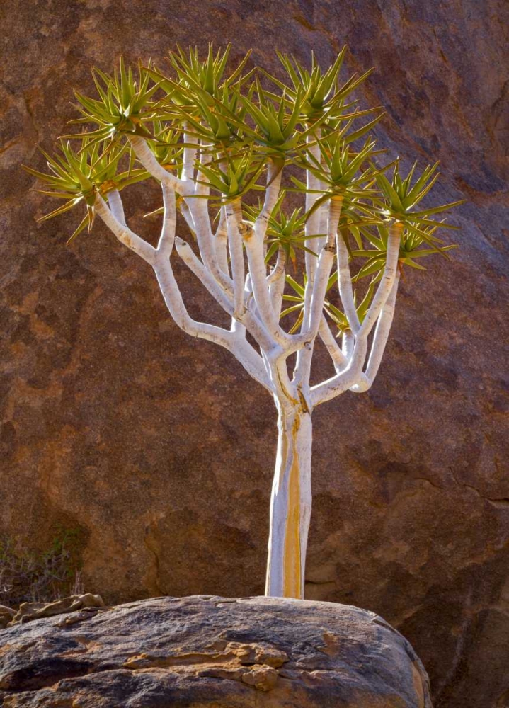 South Richtersveld NP Quiver tree and boulders art print by Bill Young for $57.95 CAD