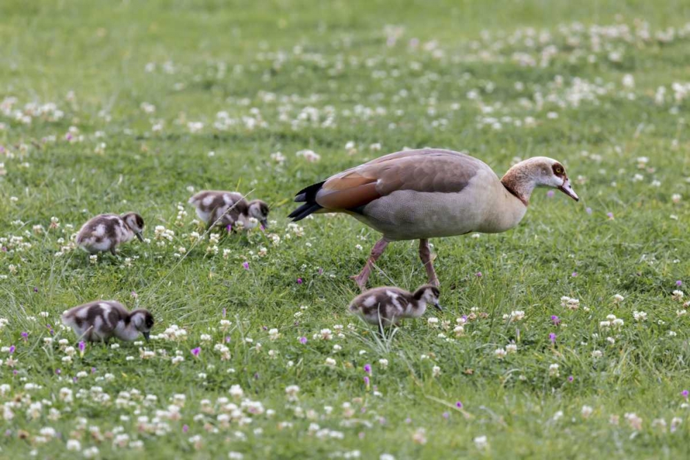 South Cape Town Mother goose with goslings art print by Fred Lord for $57.95 CAD