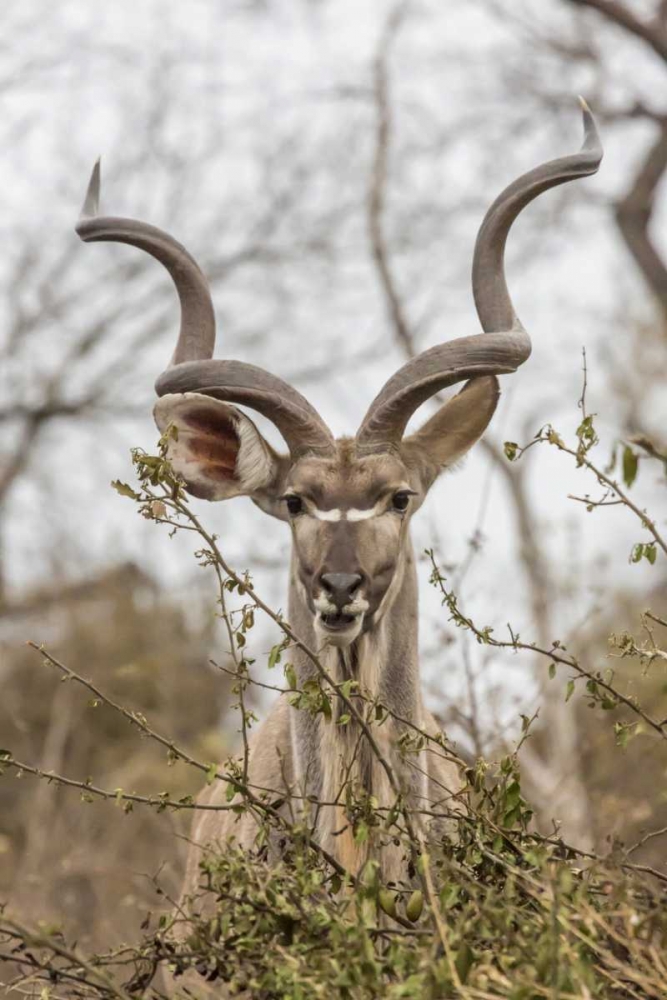 Africa, South Africa Adult greater kudu art print by Fred Lord for $57.95 CAD