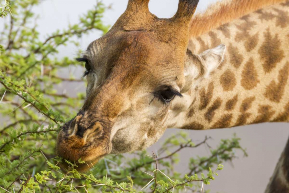 South Africa Giraffe feeding on acacia leaves art print by Fred Lord for $57.95 CAD