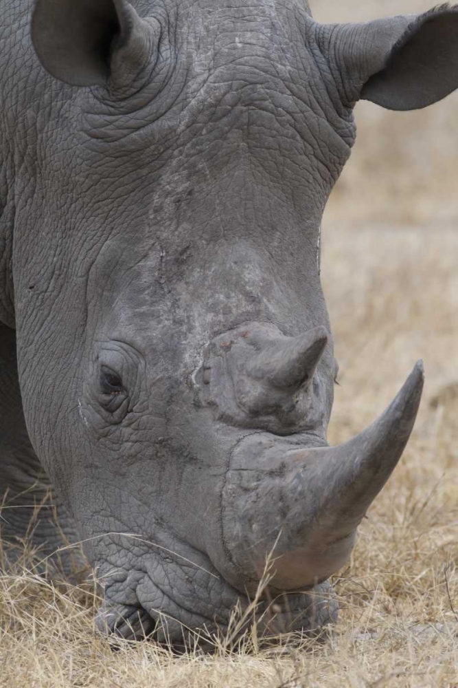 Africa, South Africa Close-up of rhino head art print by Fred Lord for $57.95 CAD