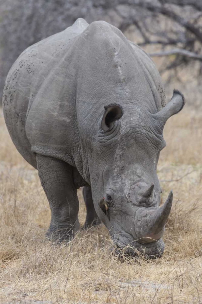 Africa, South Africa Rhinoceros grazing art print by Fred Lord for $57.95 CAD