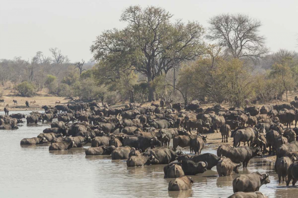 South Africa, Cape buffalo herd at water hole art print by Fred Lord for $57.95 CAD