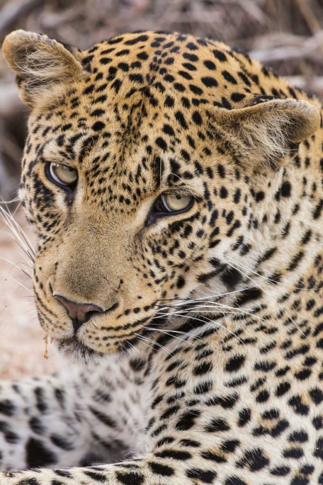 South Ngala Private Game Reserve Young leopard art print by Fred Lord for $57.95 CAD