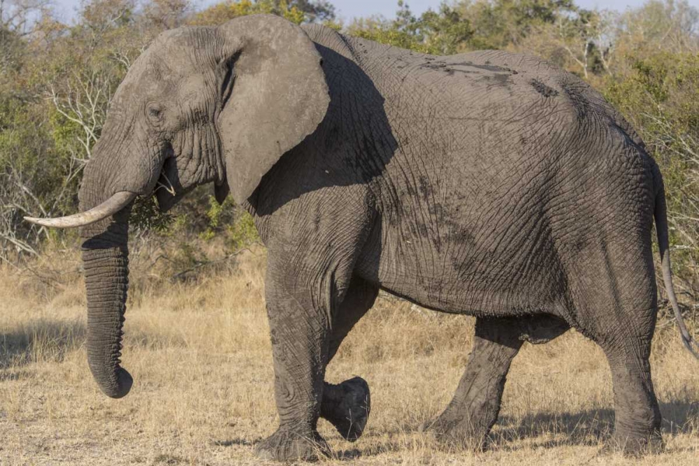 South Africa, Side view of male elephant art print by Fred Lord for $57.95 CAD