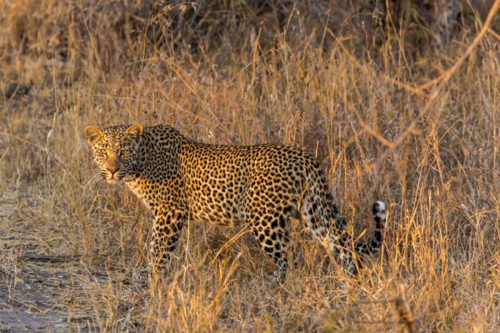 South Africa, Wary leopard in grass art print by Fred Lord for $57.95 CAD