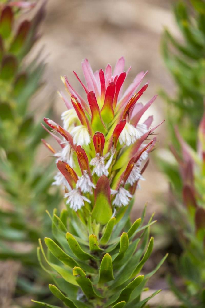 Africa, South Africa, Cape Town Protea flower art print by Fred Lord for $57.95 CAD