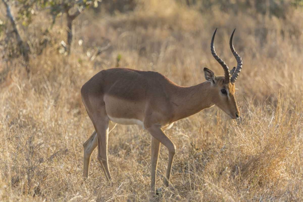 South Ngala Private Game Reserve Impala in brush art print by Fred Lord for $57.95 CAD
