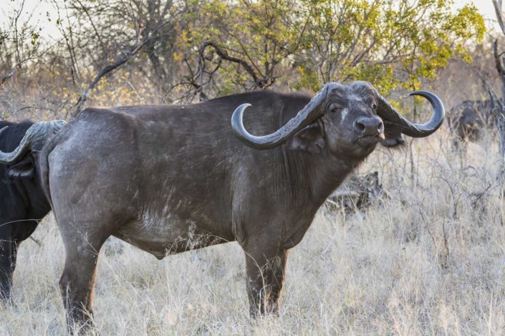 South Africa, Side view of Cape buffalo art print by Fred Lord for $57.95 CAD