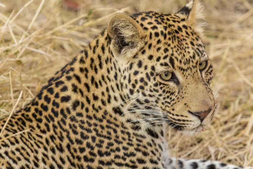 South Ngala Private Game Reserve Adult leopard art print by Fred Lord for $57.95 CAD