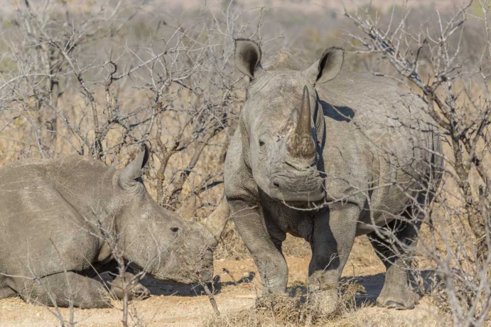 South Africa White rhinos in a barren landscape art print by Fred Lord for $57.95 CAD