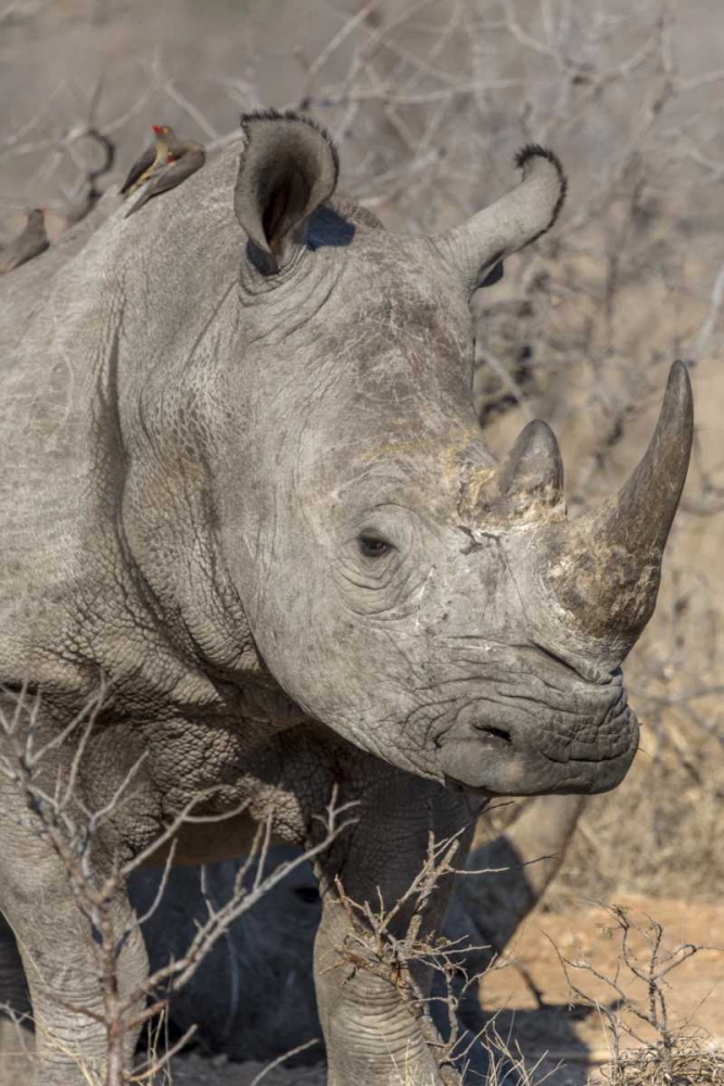 South Ngala Private Game Reserve White rhino art print by Fred Lord for $57.95 CAD