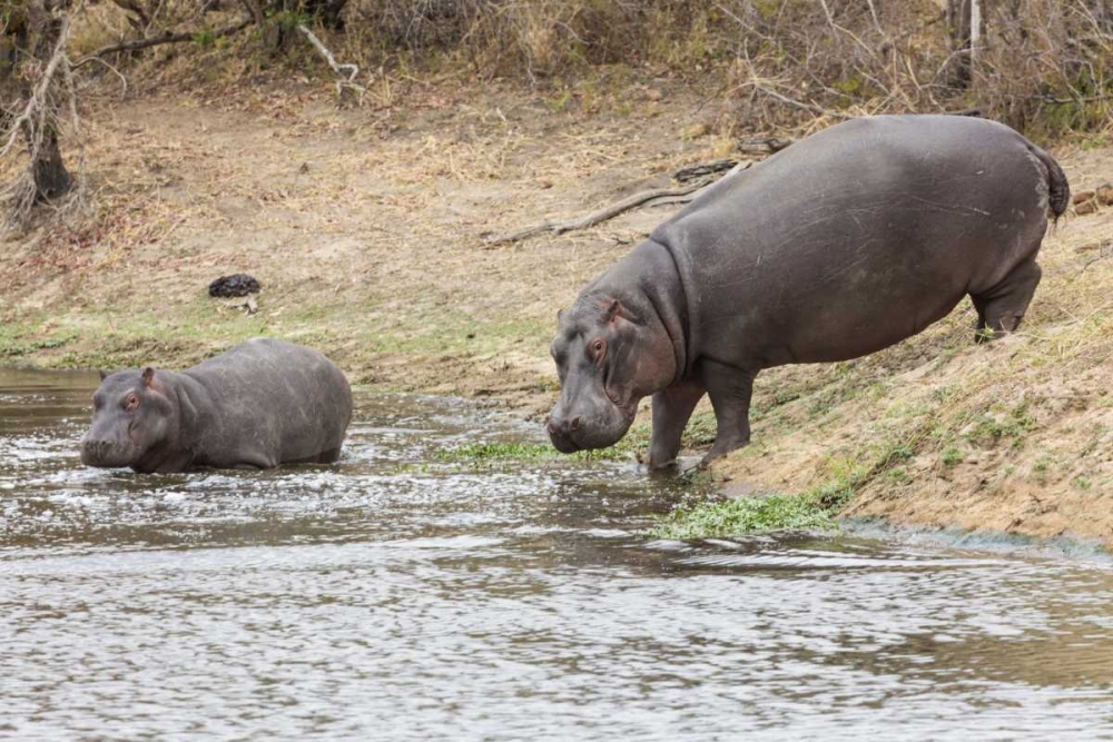 South Africa Adult and juvenile hippopotamus art print by Fred Lord for $57.95 CAD