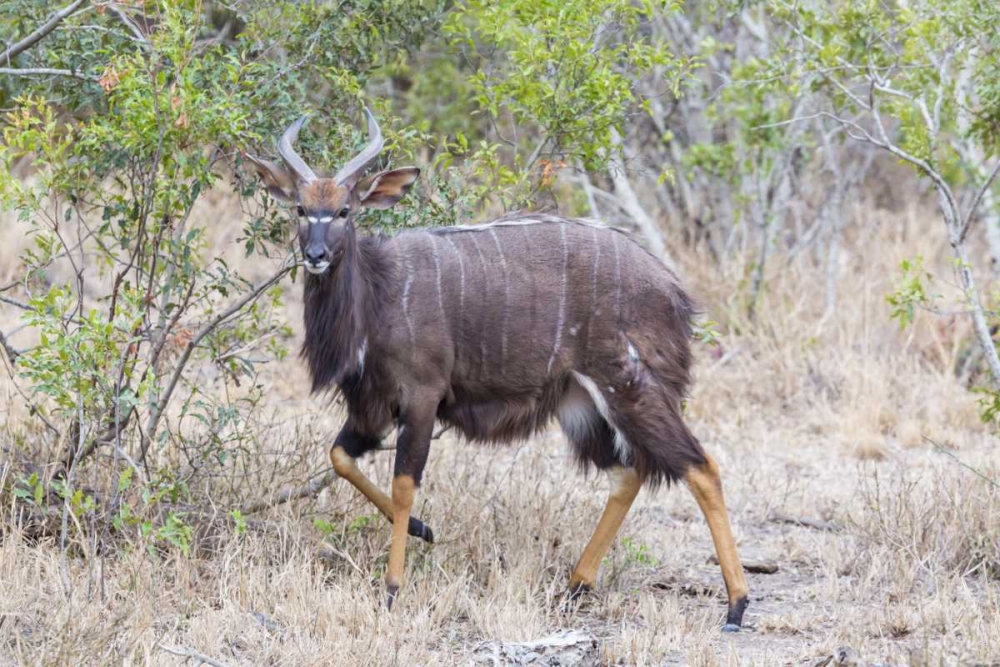 Africa, South Africa Greater kudu antelope art print by Fred Lord for $57.95 CAD