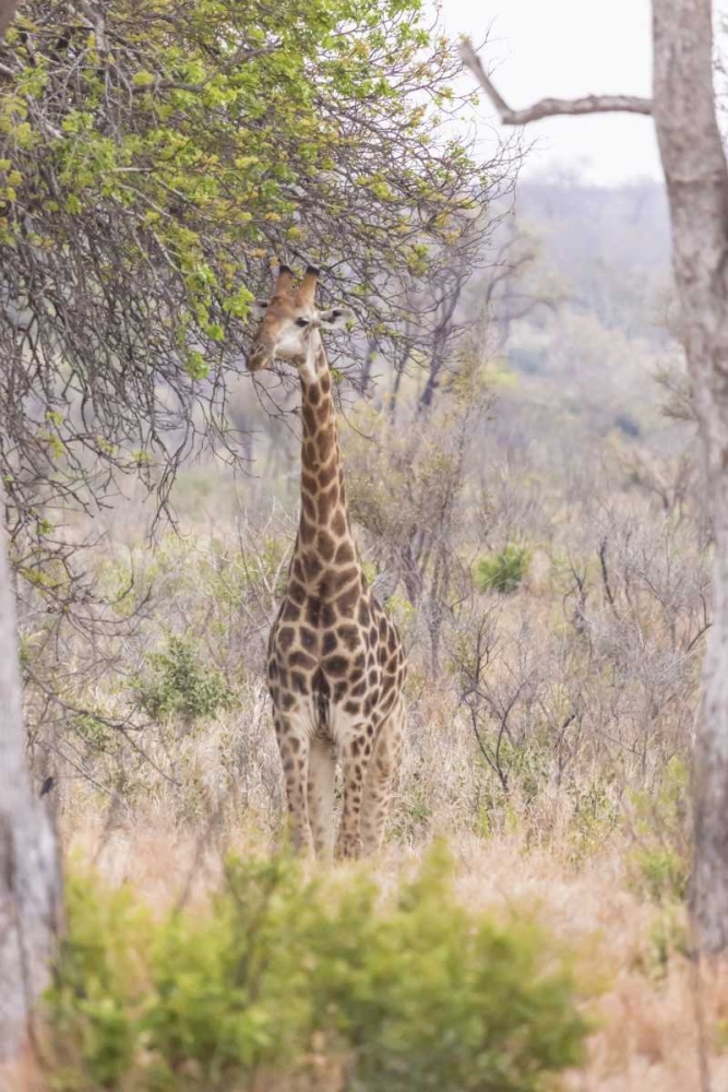 Africa, South Africa Giraffe stands under tree art print by Fred Lord for $57.95 CAD