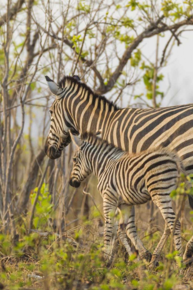 Africa, South Africa Mother and juvenile zebras art print by Fred Lord for $57.95 CAD