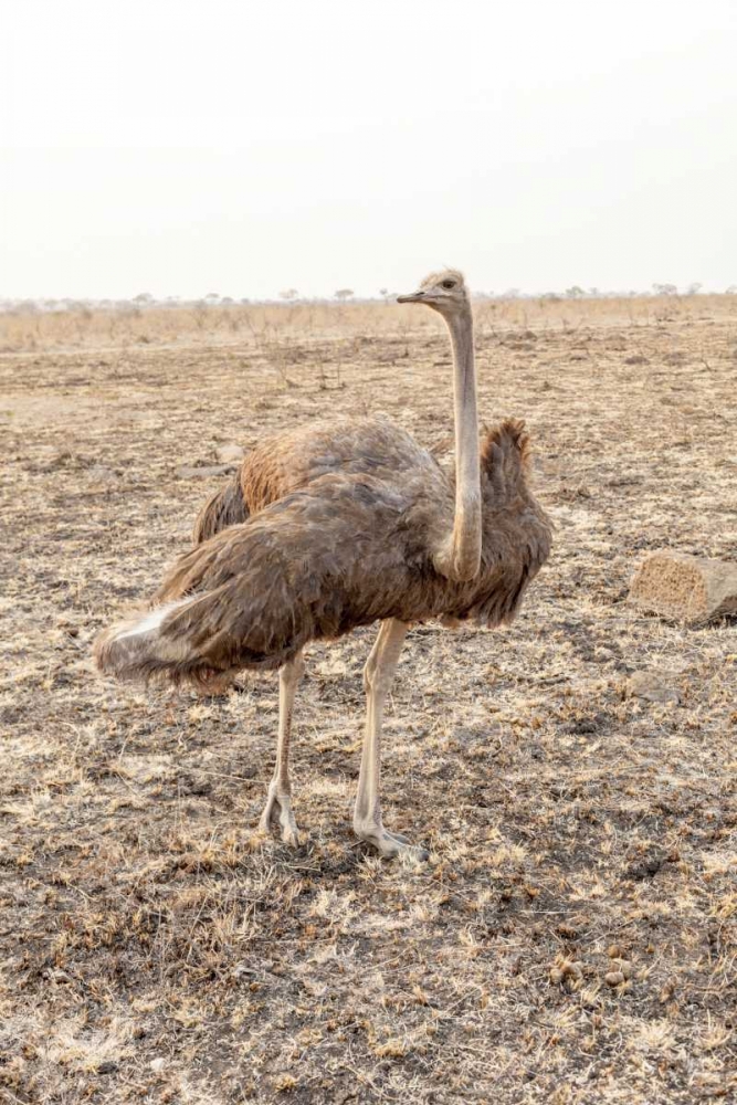 South Africa Female ostrich in mating display art print by Fred Lord for $57.95 CAD