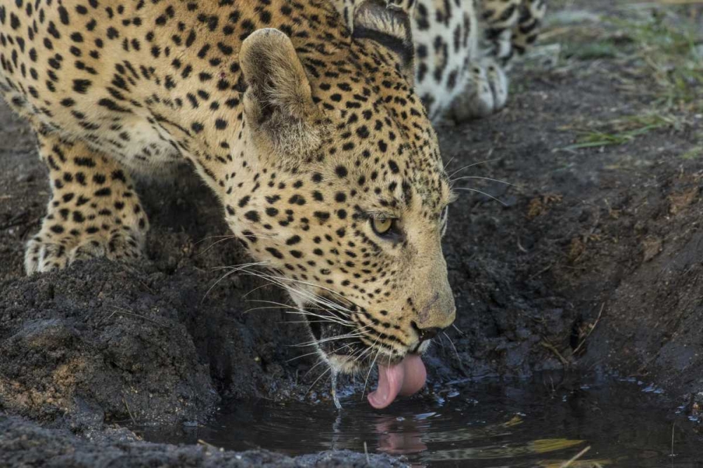 South Africa, Leopard drinking from a waterhole art print by Jim Zuckerman for $57.95 CAD