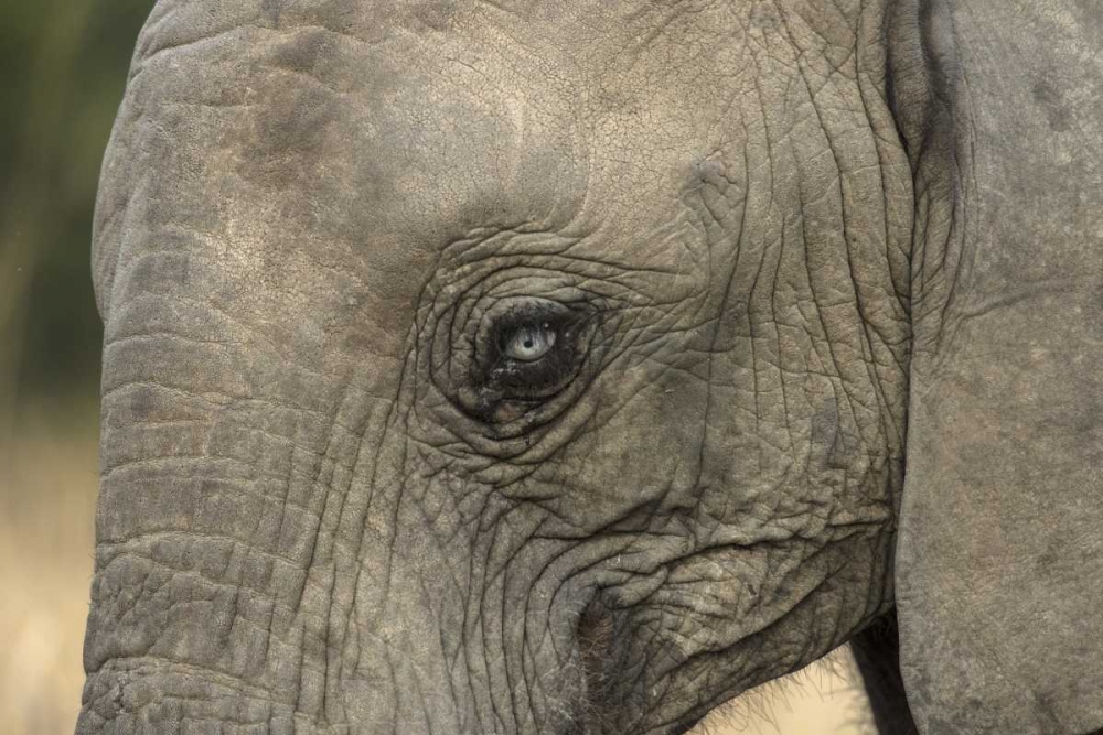 South Africa, Very rare blue-eyed elephant art print by Jim Zuckerman for $57.95 CAD