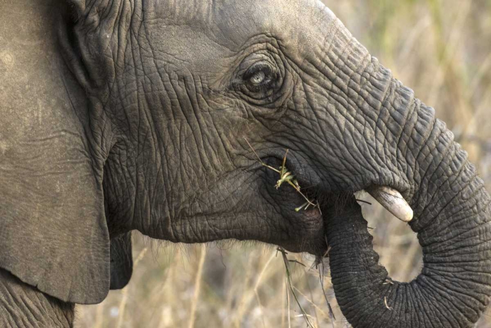 South Africa, Very rare blue-eyed elephant art print by Jim Zuckerman for $57.95 CAD