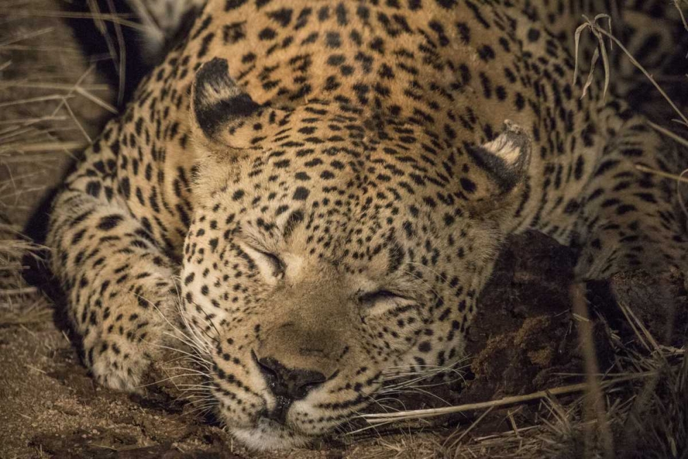South Africa, Leopard sleeping at night art print by Jim Zuckerman for $57.95 CAD