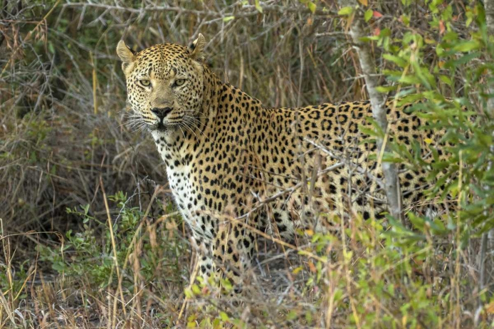 South Sabi Sabi Private Game Reserve art print by Jim Zuckerman for $57.95 CAD