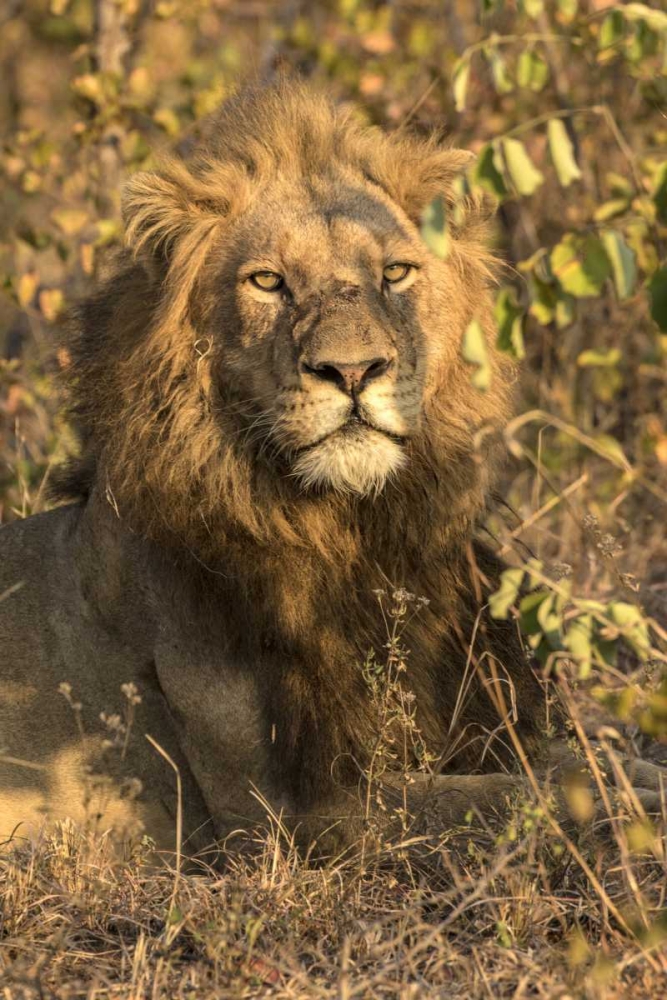 South Africa, Male lion resting art print by Jim Zuckerman for $57.95 CAD