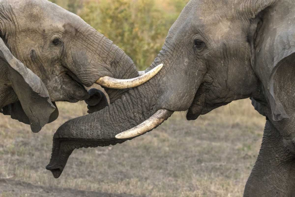 South Africa, Sparring elephants art print by Jim Zuckerman for $57.95 CAD