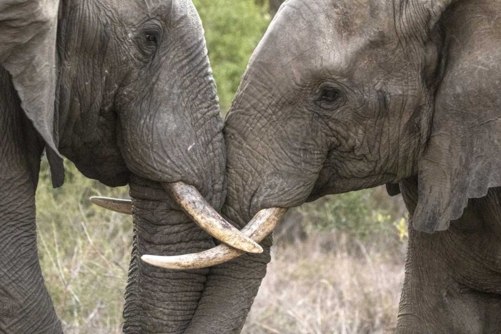 South Africa, Sparring elephants art print by Jim Zuckerman for $57.95 CAD